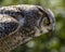 Beautiful horned owl portrait