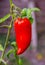 Beautiful Horned tomato in the garden