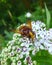 Beautiful hornet mimic hoverfly sitting on a white flower