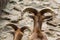 Beautiful horns of mountain goats