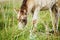 Beautiful horse is eating grass in the field