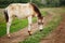 Beautiful horse is eating grass in the field