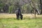 Beautiful Horse in a field on a farm in Australia. Horses in a meadow