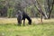 Beautiful Horse in a field on a farm in Australia. Horses in a meadow