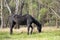 Beautiful Horse in a field on a farm in Australia. Horses in a meadow