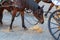 Beautiful horse of Florence in the main square of the Cathedral