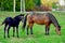 A beautiful horse with a foal in the field. A herd of horses, mares grazing in a green