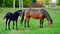 A beautiful horse with a foal in the field. A herd of horses, mares grazing in a green