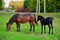 A beautiful horse with a foal in the field. A herd of horses, mares grazing in a green