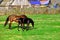 A beautiful horse with a foal in the field. A herd of horses, mares grazing in a green