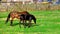 A beautiful horse with a foal in the field. A herd of horses, mares grazing in a green