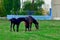 A beautiful horse with a foal in the field. A herd of horses, mares grazing in a green