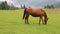 Beautiful horse in grassland