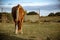 Beautiful Horse Grazes Hill Country Pasture