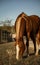 Beautiful Horse Grazes Hill Country Pasture