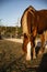 Beautiful Horse Grazes Hill Country Pasture