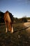 Beautiful Horse Grazes Hill Country Pasture