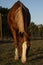 Beautiful Horse Grazes Hill Country Pasture