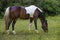 Beautiful horse grazes in a shady pasture