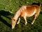 Beautiful horse grazing fresh grass