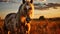 Beautiful Horse Grazing In A Serene Field At Sunset