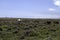 A beautiful horse grazing in the vast plain next to the coastal strip of Cabo de Gata, Almeri, Spain