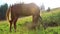 Beautiful horse on green meadow in mountains in sunlight