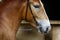 Beautiful horse head closeup