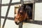 A beautiful horse looking out of the window of a half-timbered house