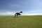 Beautiful horse in open field