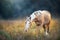 Beautiful horse on pasture