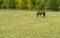 A beautiful horse in the pasture. Catwalk for horses.