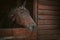 Beautiful horse peeking out the stable doors with beads braided mane. Beautiful brown ranch horse with braided mane