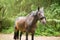 Beautiful Horse Posing for Camera