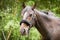 Beautiful Horse Posing for Camera