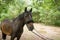 Beautiful Horse Posing for Camera