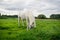 Beautiful Horse Posing for Camera