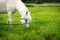 Beautiful Horse Posing for Camera