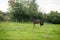 Beautiful Horse Posing for Camera