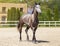 Beautiful horse run gallop in sand. A spotted thoroughbred sports mare. Summer light. Front view. Equestrian sport