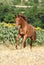 Beautiful horse running in front of sunflowers