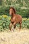 Beautiful horse running in front of sunflowers