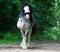 Beautiful horse stallion breed irish cob, gypsy vanner or tinker learn spanish walk