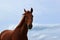 Beautiful horse standing over blue cloudy sky background. Horizontal portrait of chestnut horse.