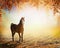 Beautiful horse stands on sunny autumn meadow with hanging branches of trees with colorful foliage