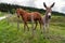 A beautiful horse sticking its tongue out and a cute donkey together in a pasture of a farm. Friendly domestic animals
