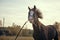 Beautiful horse stud in the field