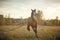 Beautiful horse stud in the field