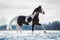 Beautiful horse trot in the snow in field in winter