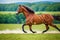 A beautiful horse. The Untamed Spirit. A Journey into the World of Horses. Generative AI